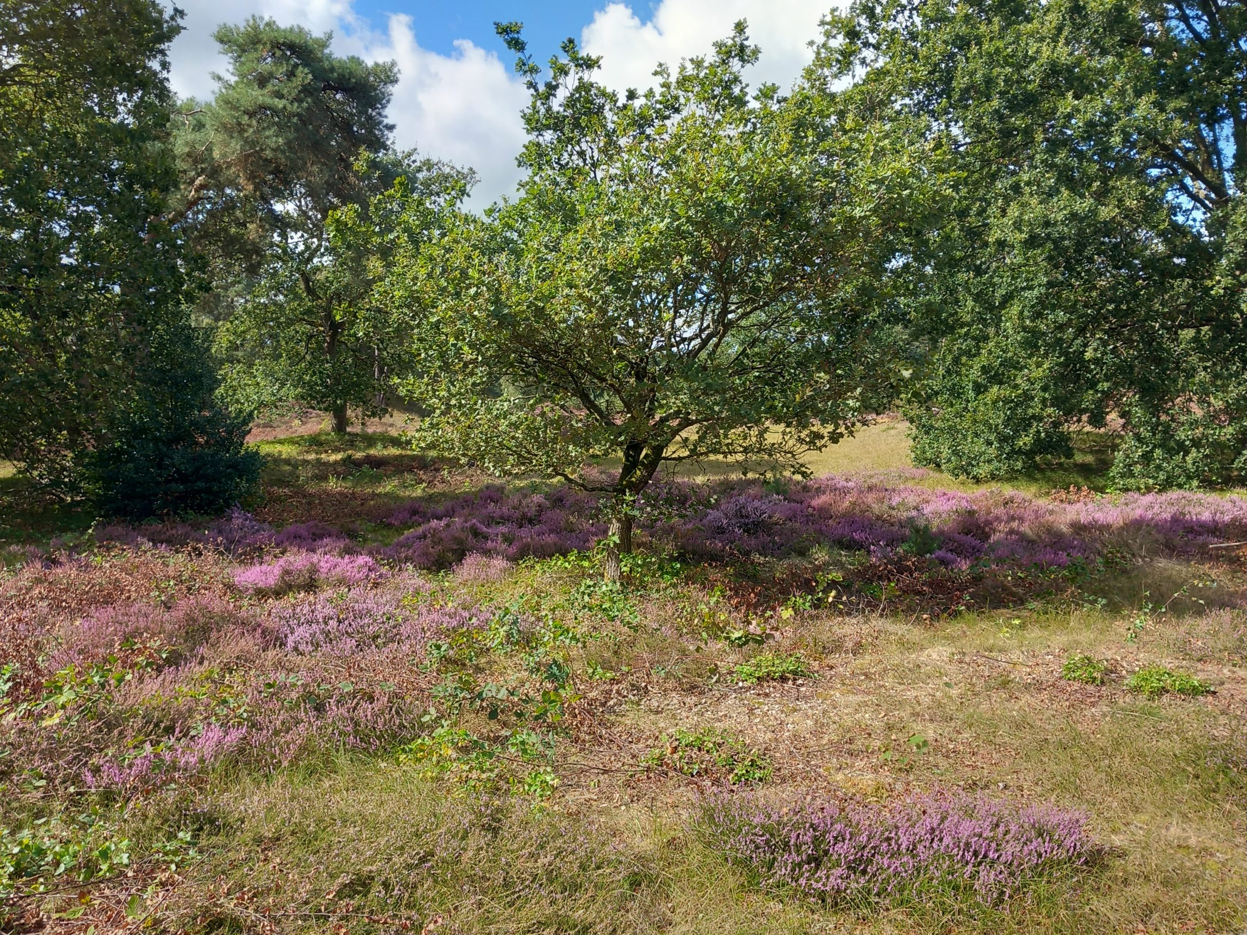 Etappe 7 20260905_Bloeiende heide landgoed Den Treek